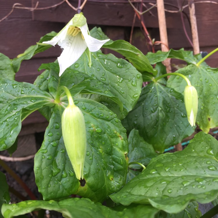 plant image 1476074 plant image 1476074