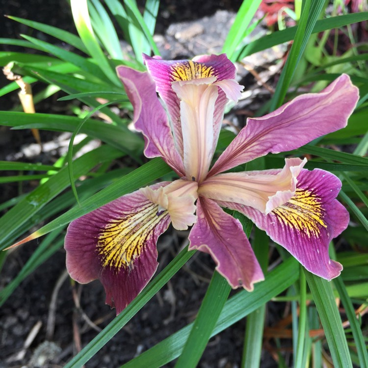 plant image 1481595 plant image 1481595