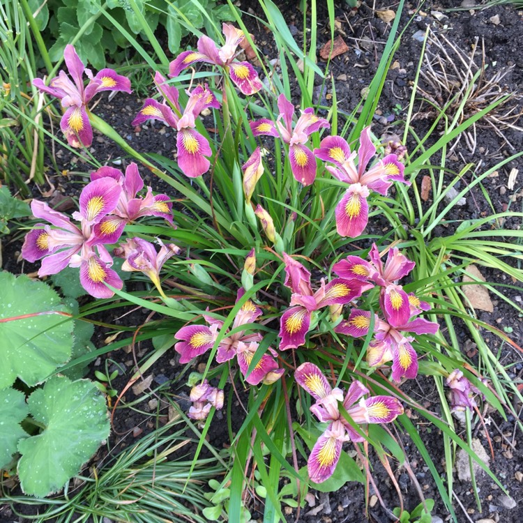 plant image 1483746 plant image 1483746