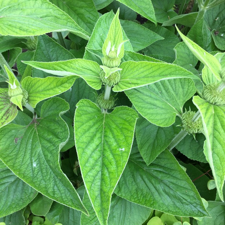 plant image 1485811