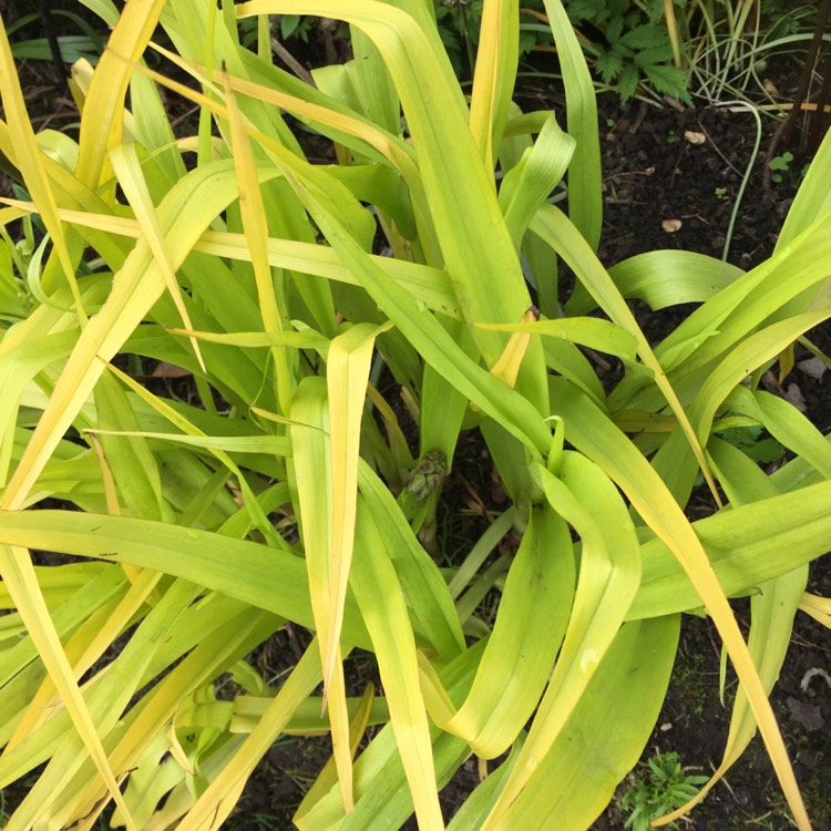 plant image 1486250
