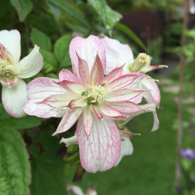 plant image 1497628 plant image 1497628