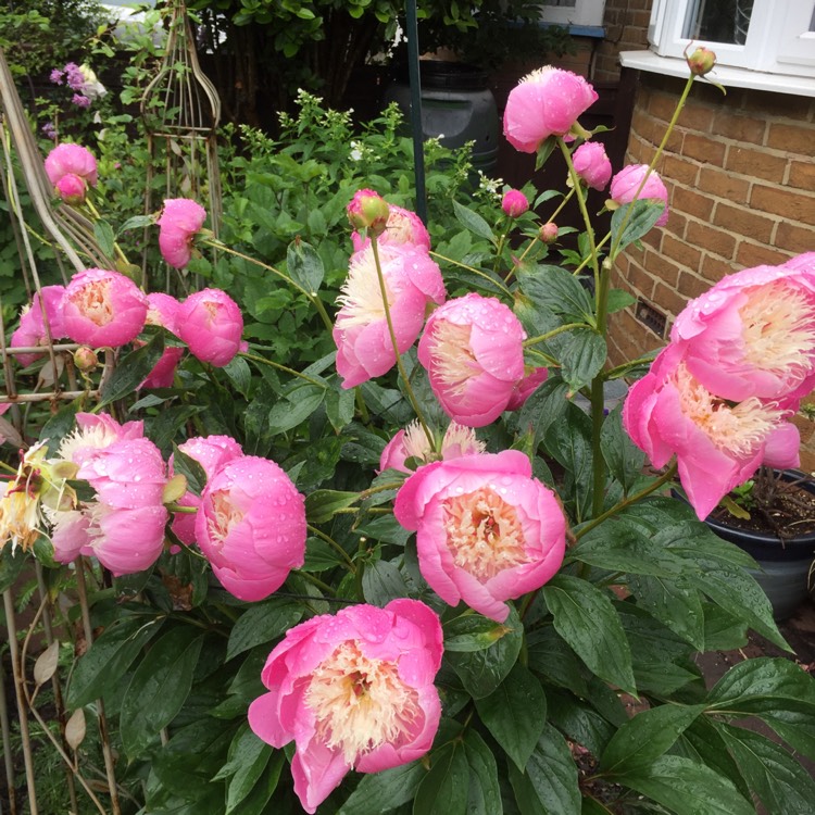plant image 1501070 plant image 1501070