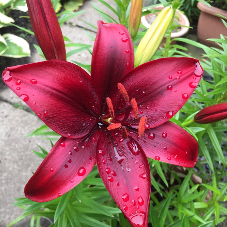 plant image 1504979 plant image 1504979