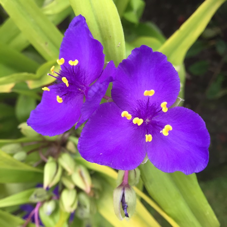 Plant image Tradescantia (Andersoniana Group) 'Sweet Kate'