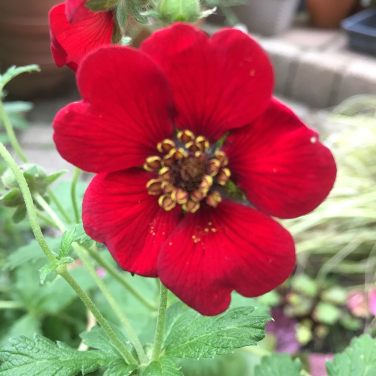 plant image 1509384 plant image 1509384