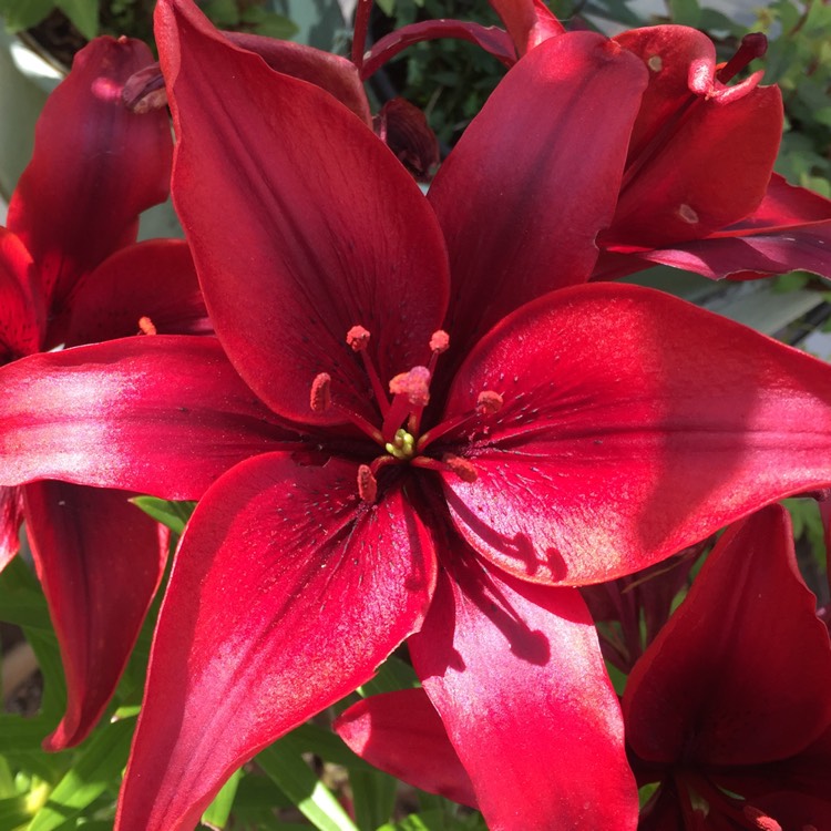 plant image 1512015 plant image 1512015