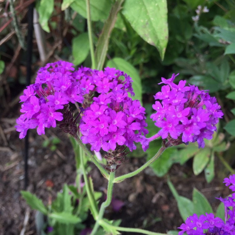 Plant image Verbena rigida