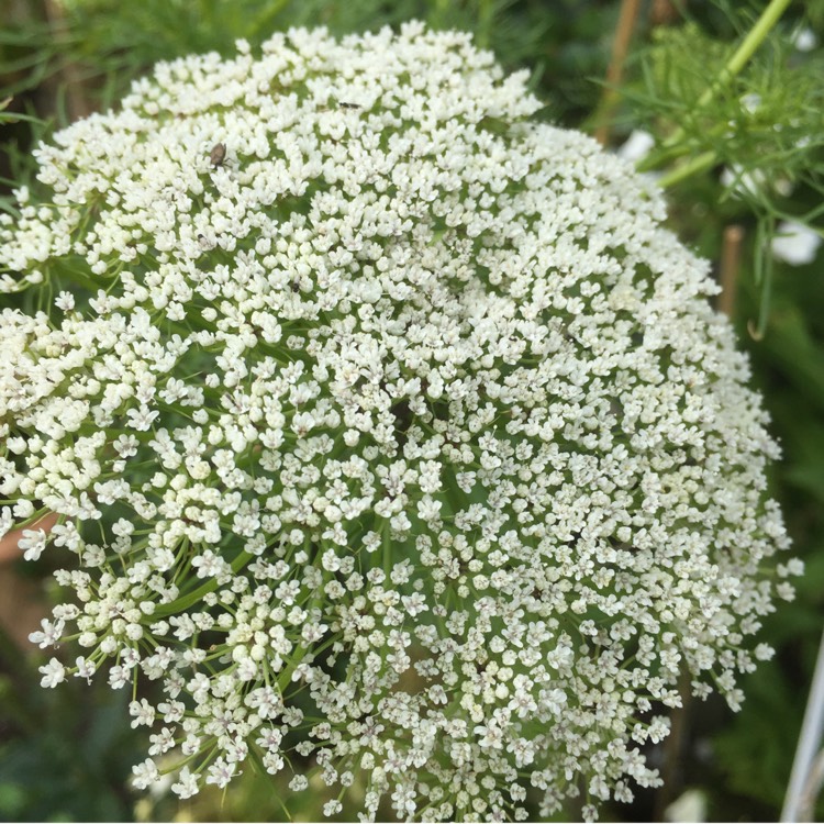 plant image 1521611