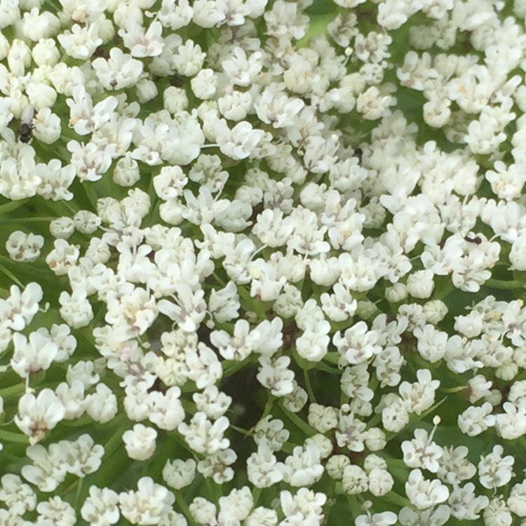 Plant image Ammi visnaga