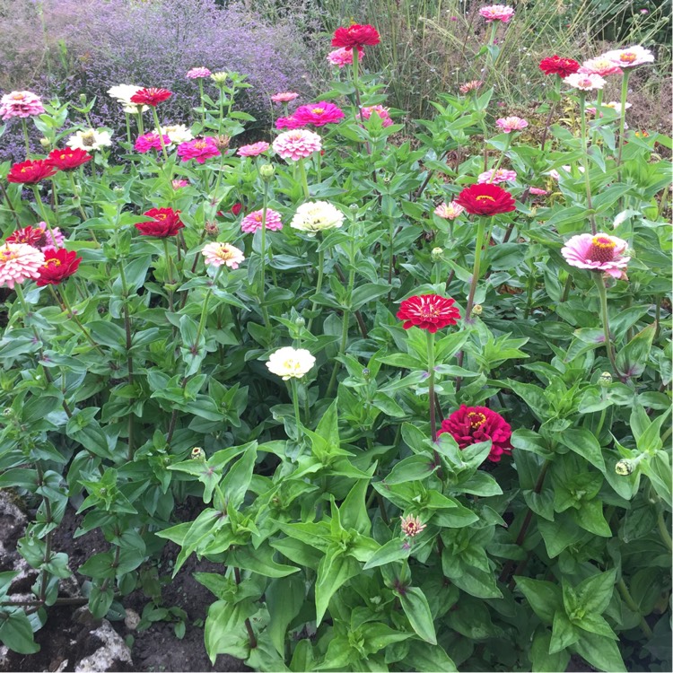 plant image 1521762