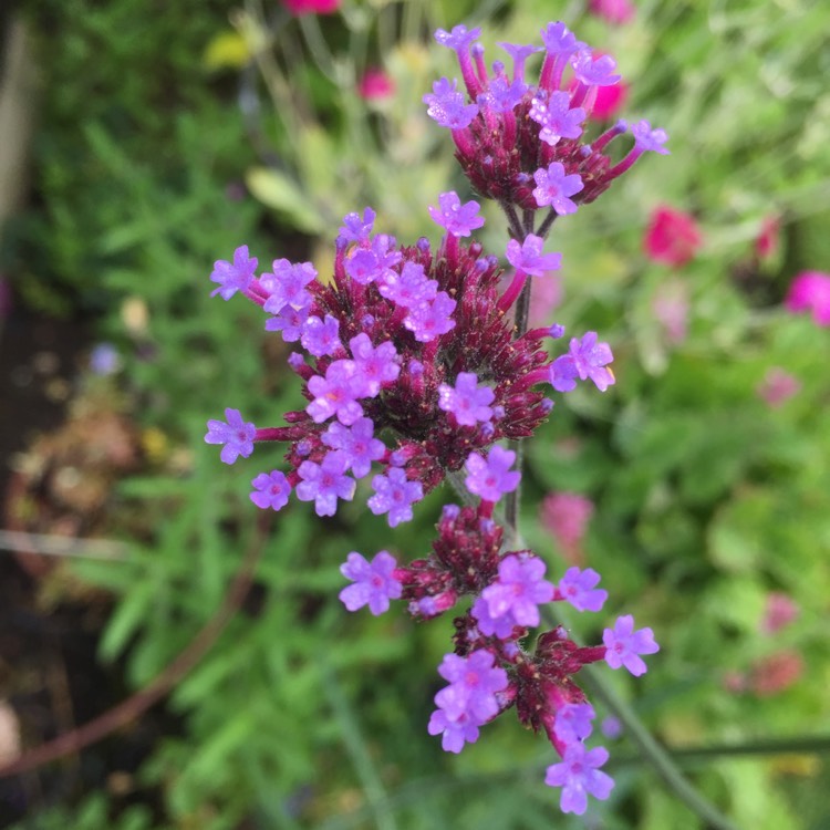 plant image 1523403 plant image 1523403