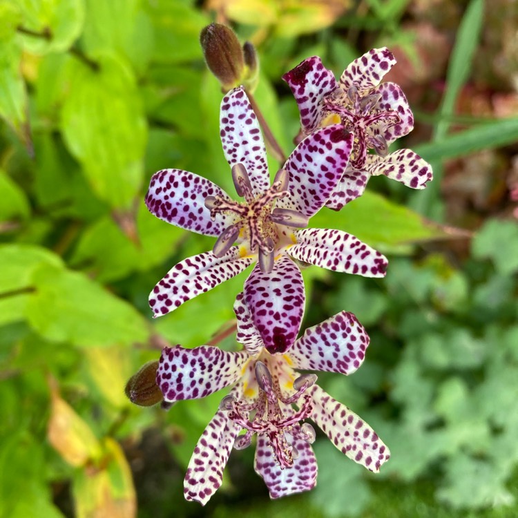 plant image 1530366