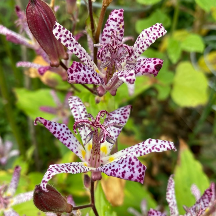 plant image 1542888