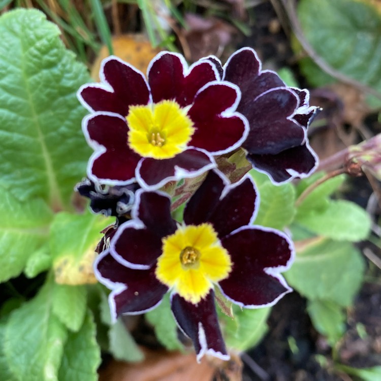 plant image 1554258 plant image 1554258