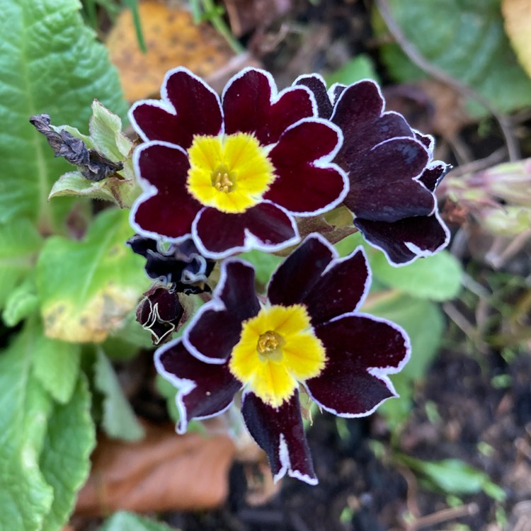 plant image 1557977 plant image 1557977