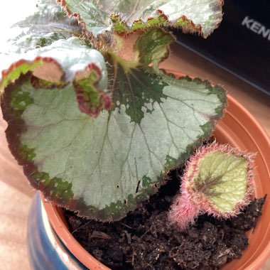 Begonia (Rex Cultorum Group) 'Escargot' syn. Begonia rex 'Escargot'