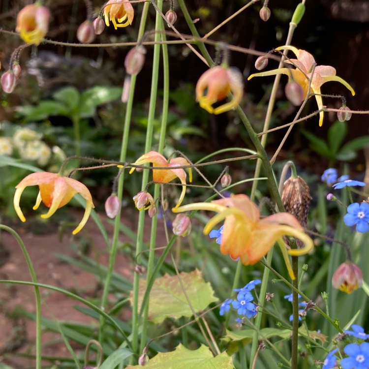 plant image 1578144 plant image 1578144