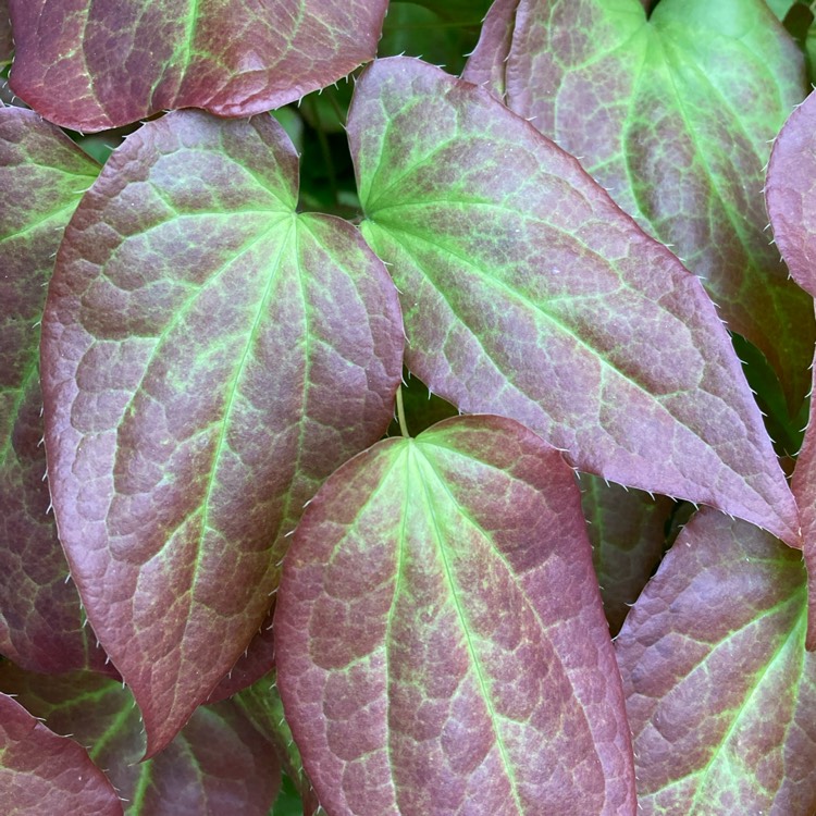 plant image 1580877 plant image 1580877