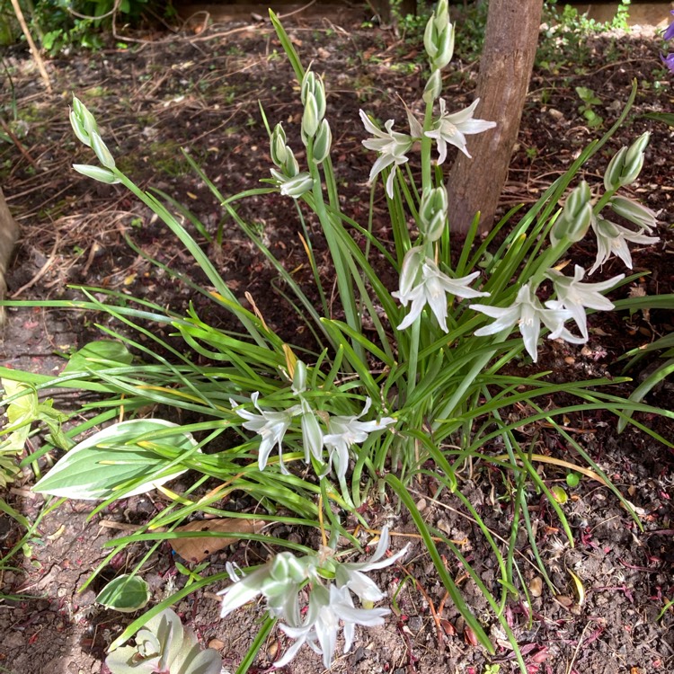 Plant image Ornithogalum nutans