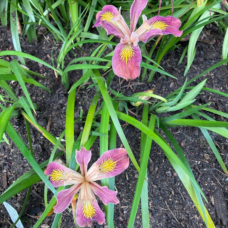 plant image 1585047 plant image 1585047