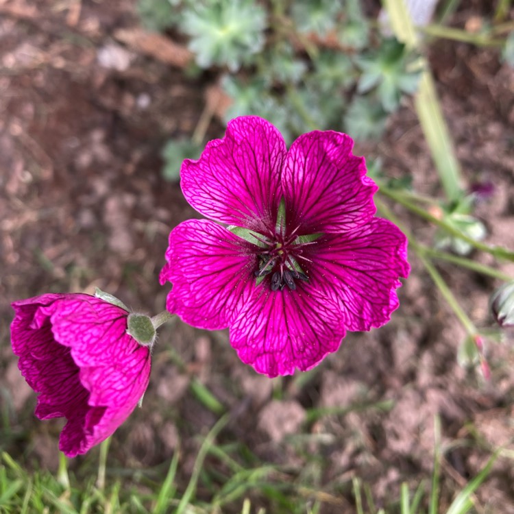 Plant image Geranium (Cinereum Group) 'Jolly Jewel Purple' ('Noortpur')