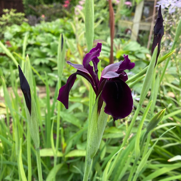 plant image 1592886 plant image 1592886