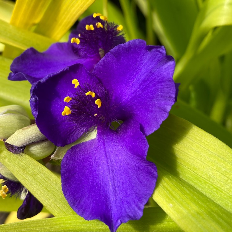 plant image 1596026
