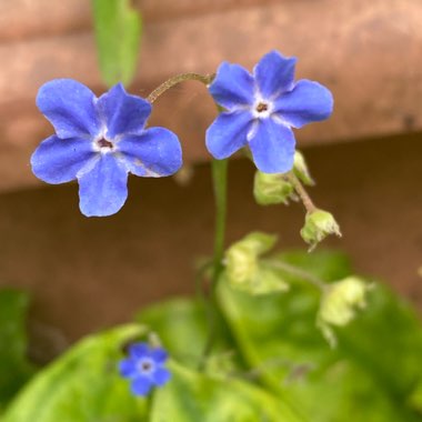 Omphalodes verna