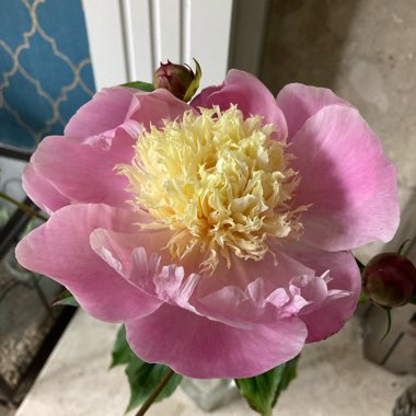 Paeonia lactiflora 'Bowl of Beauty'