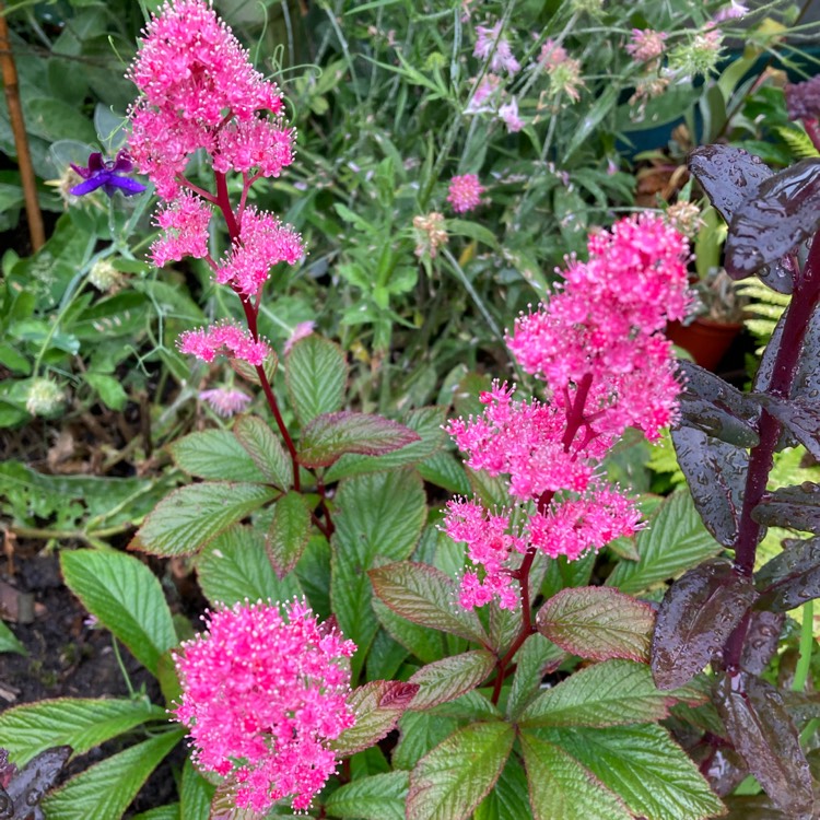 Plant image Rodgersia 'Bronze Peacock'