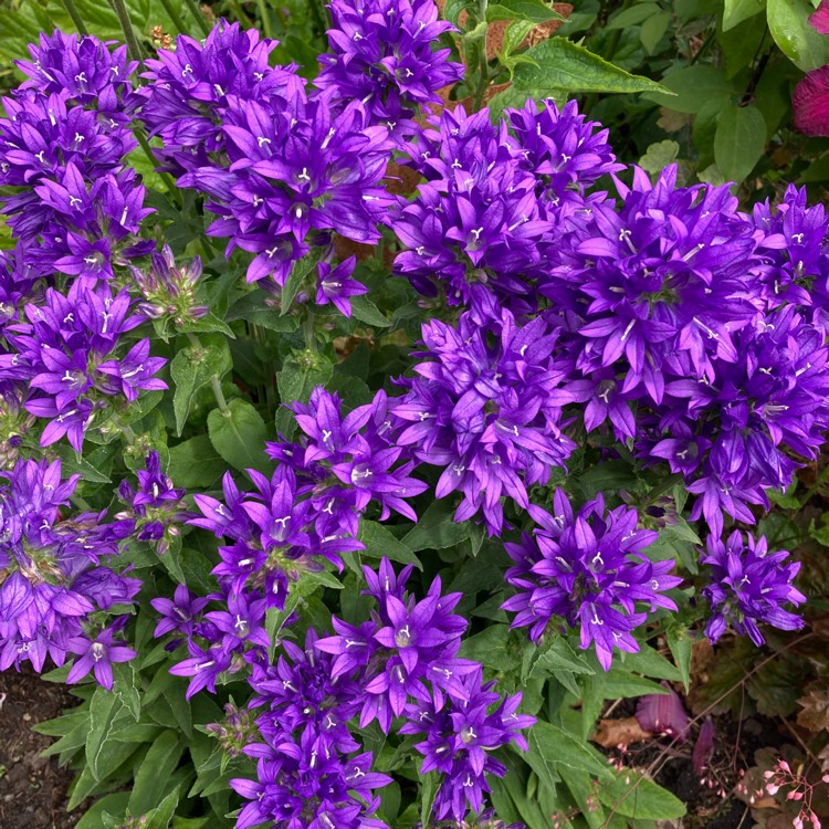 Plant image Campanula glomerata 'Superba'
