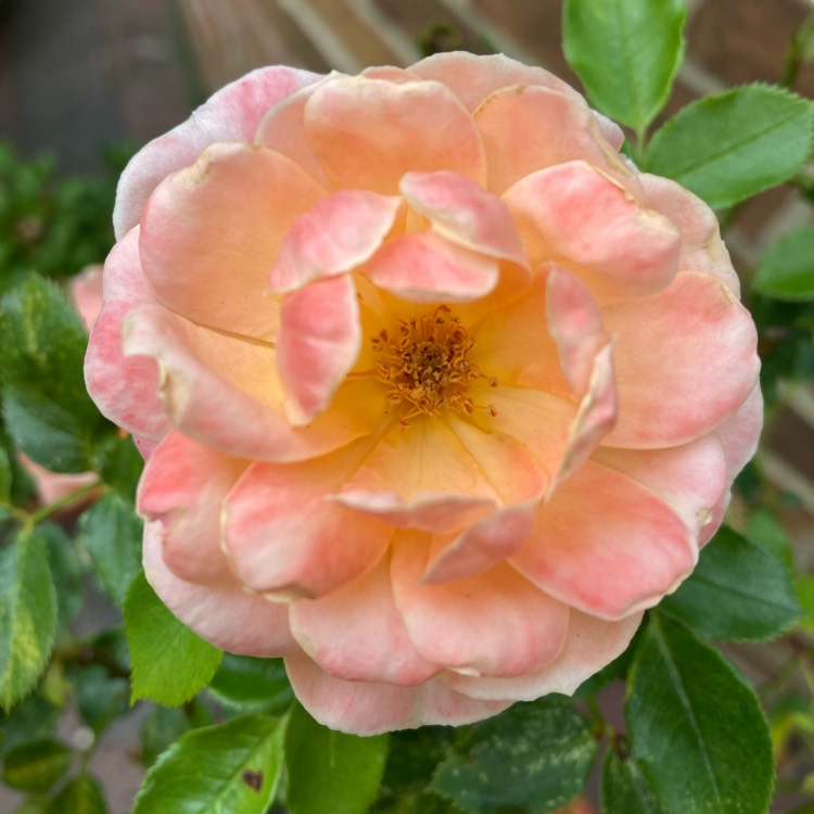 plant image 1612185 plant image 1612185