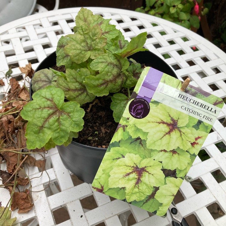 plant image 1612571