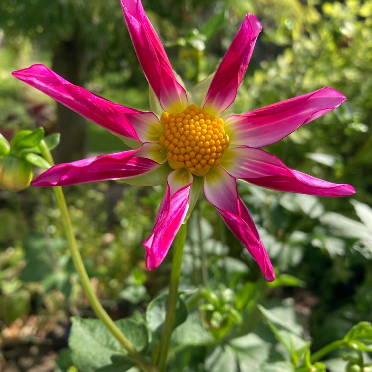 Plant image Dahlia 'Honka Rose'