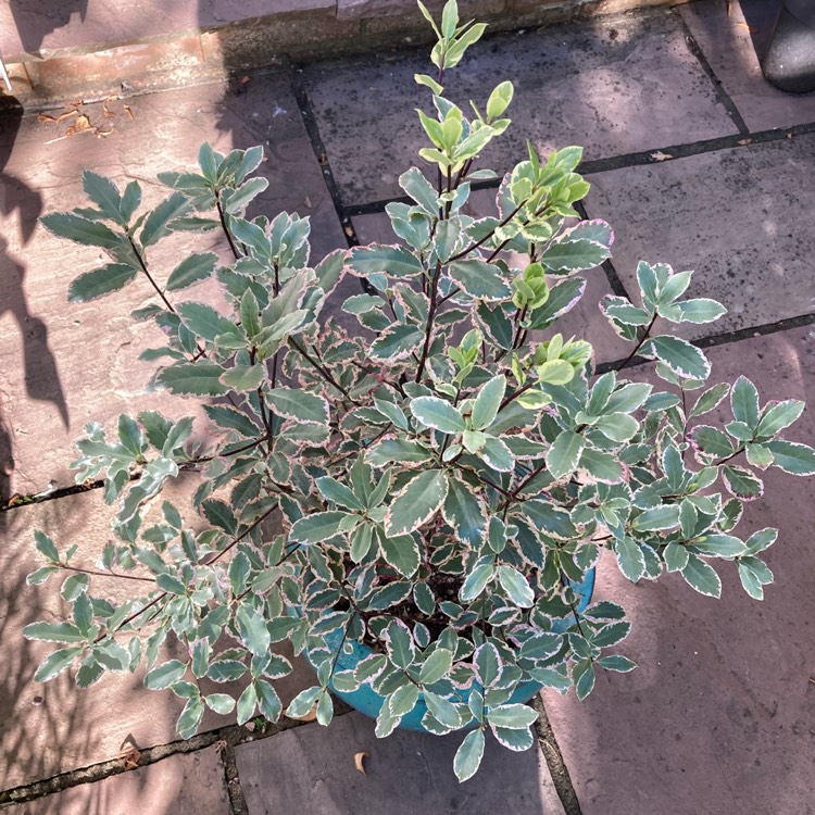 Plant image Pittosporum tobira 'Variegatum'