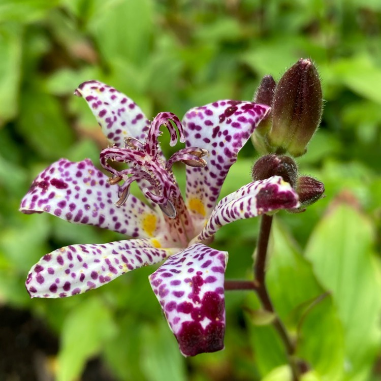 plant image 1625978