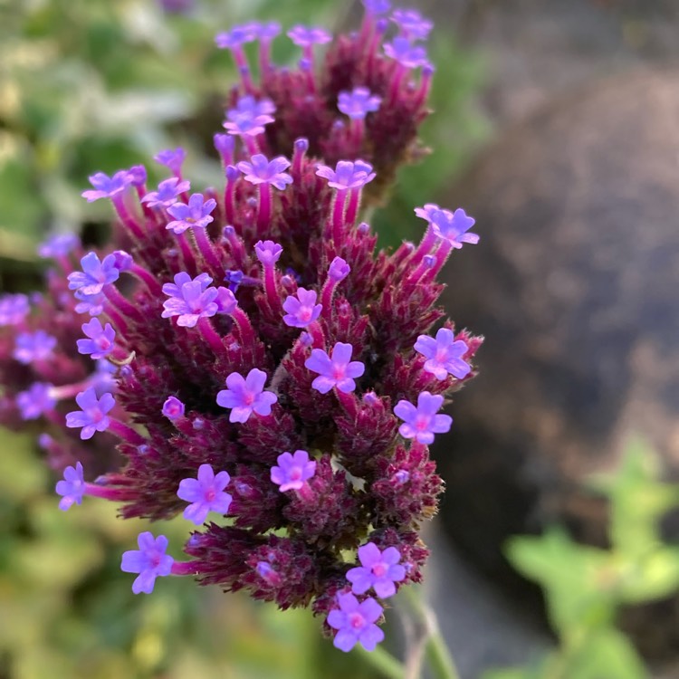 plant image 1627347 plant image 1627347