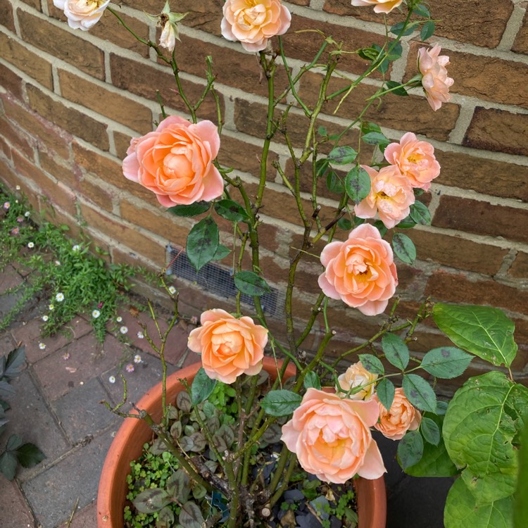 plant image 1629113 plant image 1629113