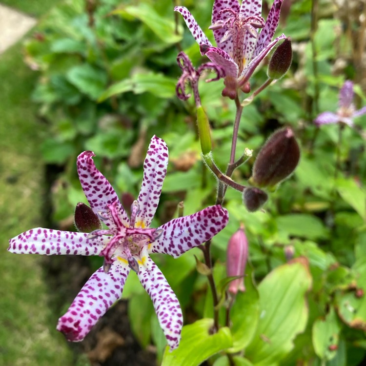 plant image 1630908