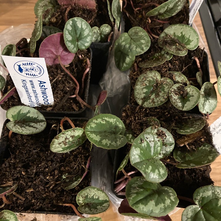 Plant image Cyclamen coum