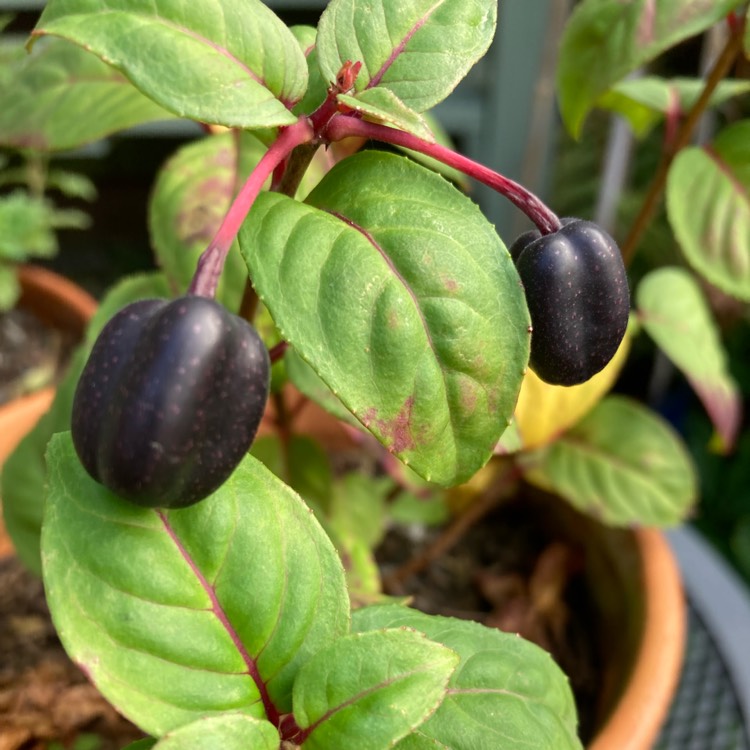 plant image 1637103 plant image 1637103