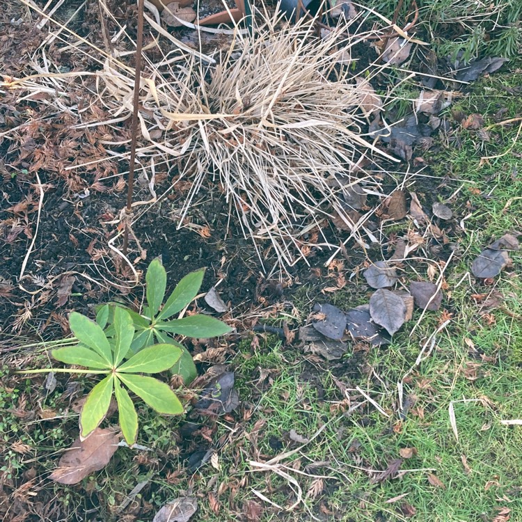 Plant image Molinia caerulea subsp. arundinacea 'Karl Foerster'