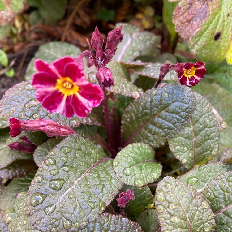plant image 1649278