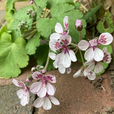 Erodium pelargoniflorum 'Sweetheart'