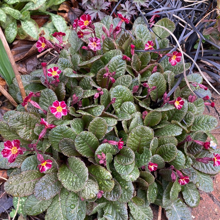 plant image 1653477