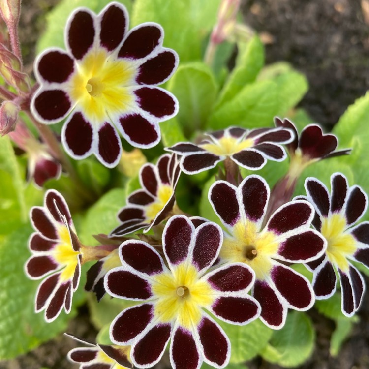 plant image 1657423 plant image 1657423