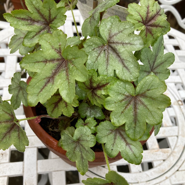 Plant image x Heucherella 'Catching Fire'