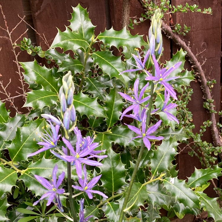 plant image 1661921