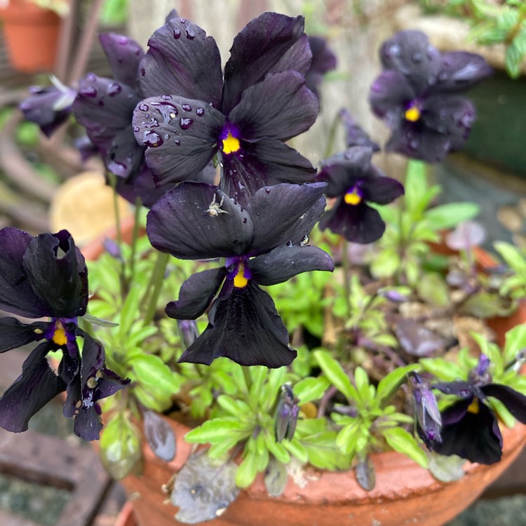 plant image 1662552